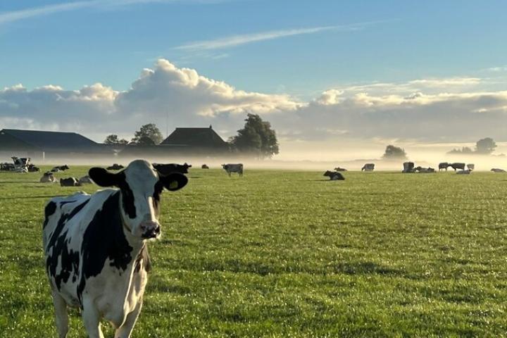 Weiland met koeien met één koe op de voorgrond die in de camera kijkt